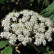 Viburnum rhytidophyllum - 40-60