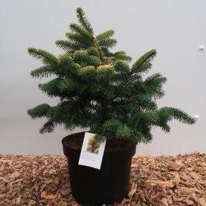 Abies nordmanniana ‘Midwinter Gold’ - 40-50