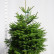 Abies nordmanniana - 125-150