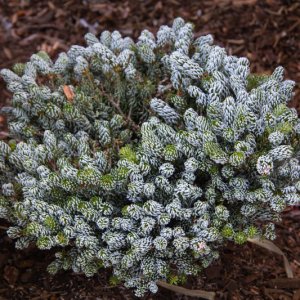 Abies koreana ‘Kohout’s Icebreaker’ - 50 standard