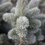Abies lasiocarpa ‘Compacta’ - 80-100
