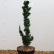 Chamaecyparis lawsoniana ‘Wissel’s Saguaro‘ - 80-100