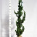 Chamaecyparis lawsoniana ‘Wissel’s Saguaro‘ - 150-175