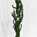 Chamaecyparis lawsoniana ‘Wissel’s Saguaro‘ - 175-200