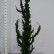 Chamaecyparis lawsoniana ‘Wissel’s Saguaro’ - 200-250