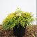 Chamaecyparis pisifera ‘Filifera Aurea‘ - 25-30