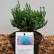 Chamaecyparis thyoides ‘Blue Rock’ (‘Versent’) ® - 20-25