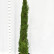 Cryptomeria japonica ‘Kyara Gold‘ - 60-80