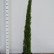 Cupressus sempervirens ‘Totem‘ - 125-150