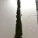Cupressus sempervirens ‘Totem‘ - 175-200