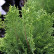 Chamaecyparis lawsoniana ‘Green Globe’ - 20-25