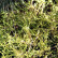 Chamaecyparis pisifera ‘Golden Mop‘ - 25-30