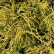 Chamaecyparis pisifera ‘Sungold’ - 20-25