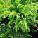 Cryptomeria japonica ‘Cristata‘ - 50-60