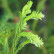 Cryptomeria japonica ‘Rasen‘ - 80-100