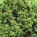 Cryptomeria japonica ‘Vilmoriniana‘ - 20-25