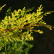 Cupressocyparis leylandii ‘Castlewellan’ - 80-100