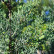 Cupressus arizonica ‘Glauca‘ - 150-175