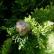 Cupressus sempervirens ‘Pyramidalis‘ - 125-150