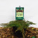 Juniperus communis ‘Green Carpet’ - 25-30