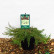 Juniperus communis ‘Green Carpet’ - 30-35