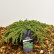 Juniperus communis ‘Green Carpet‘ - 30-40