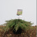 Juniperus communis ‘Green Carpet’ - 40-50