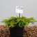 Juniperus communis ‘Goldschatz’ - 25-30