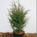 Juniperus communis ‘Hibernica’ - 30-40