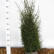 Juniperus communis ‘Hibernica’ - 60-80