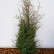 Juniperus communis ‘Hibernica’ - 100-120