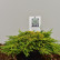 Juniperus communis ‘Lemon Carpet’ - 25-30