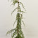 Juniperus communis ‘Oblonga Pendula‘ - 70-80