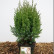 Juniperus chinensis ‘Stricta‘ - 30-40