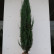 Juniperus scopulorum ‘Blue Arrow’ - 180-200