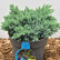 Juniperus squamata ‘Blue Star’ - 30-40