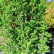 Juniperus communis ‘Arnold‘ - 30-40