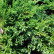 Juniperus horizontalis ‘Wiltonii‘ - 30-40