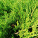 Juniperus pfitzeriana ‘Mint Julep’ - 40-50