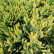 Juniperus squamata ‘Holger‘ - 25-30