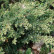 Juniperus communis ‘Repanda’ - 25-30