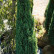 Juniperus communis ‘Compressa’ - 30-35