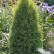 Juniperus communis ‘Suecica‘ - 50-60