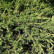 Juniperus conferta ‘Schlager‘ - 40-50