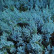 Juniperus horizontalis ‘Blue Chip’ - 25-30
