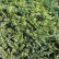 Juniperus horizontalis ‘Golden Carpet’ - 20-25