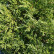 Juniperus horizontalis ‘Andorra Compact‘ - 30-35