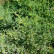 Juniperus pfitzeriana ‘Pfitzeriana Compacta’ - 30-35