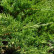 Juniperus sabina ‘Tamariscifolia’ - 20-25