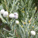 Juniperus scopulorum ‘Blue Arrow’ - 30-40